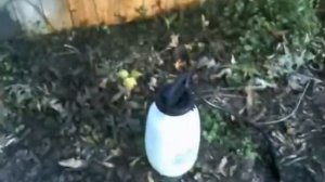 Хімічна очистка дерев'яного забора