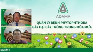 QUẢN LÝ BỆNH PHYTOPHTHORA GÂY HẠI CÂY TRỒNG TRONG MÙA MƯA