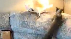 Кошка и попугай ругаются  Кошка и попугай играют