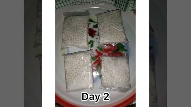 Video Percobaan Pembuatan & Presentasi Bioteknologi:Membuat Tempe смотреть онлайн