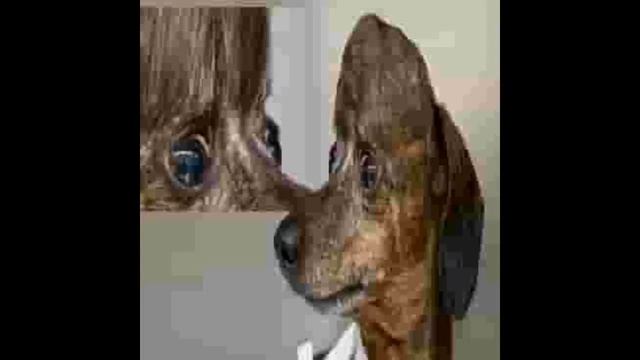 ligonis24 - круг мухомор (2022) смотреть онлайн