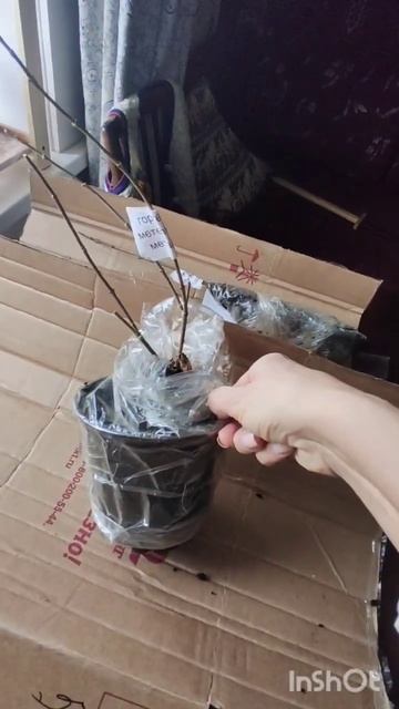 Покупка гортензий на Wildberries