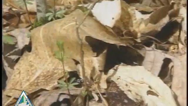 Morel mushrooms pop up quickly