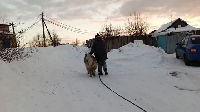 Кавказская овчарка обучение  дрессировка кавказской овчаркидрессировкасобаки кавказскаяовчарка