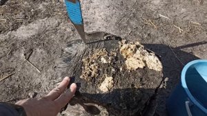 Самостоятельный сбор триходермы. Лесная триходерма, насколько это реально.