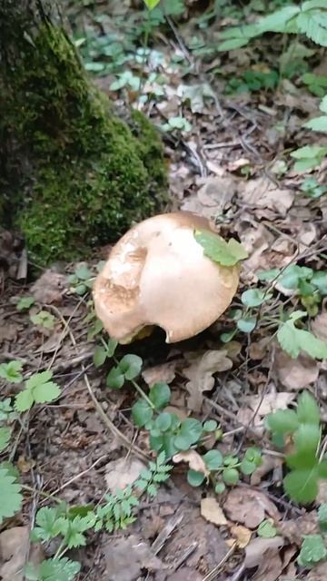 Грибы ? Как и люди ! Иногда очень трудно отличить ? Кто он ? мухоморчик или Белый . Иногда ошибалс смотреть онлайн