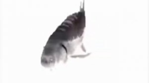 Лосось крутится под музыку тун тун тун 5 минут