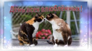 День влюблённых котики видеооткрытка 1