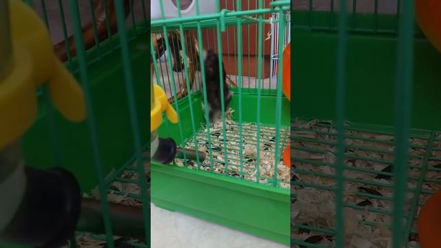 Смешные хомячки Джунгарики.