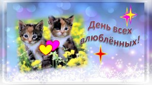 День влюблённых котики видеооткрытка 2