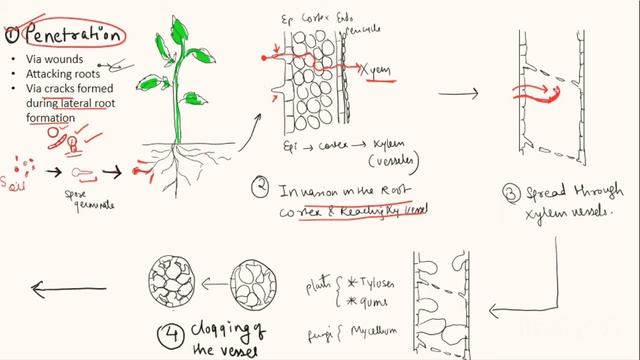 Fusarium wilt of tomato #Msc_botany #diseases_of_tomato#plantpathology смотреть онлайн