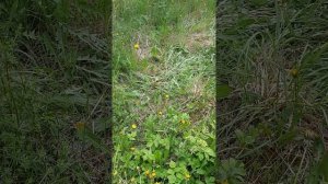 Мэни и Гуля. делаем свистульку из одуванчика