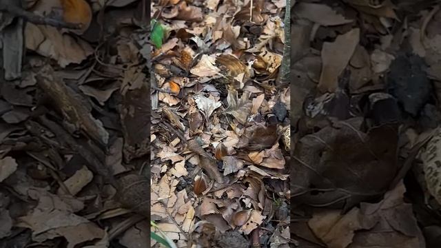 Боровик пороспоровый (Xerocomellus porosporus) short #shorts смотреть онлайн