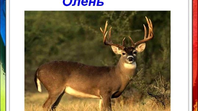 Чим харчуються тварини.Вчитель: Конончук Ю.О.mp4 смотреть онлайн