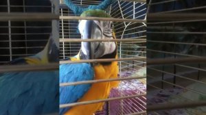 говорунья_орунья.MOV