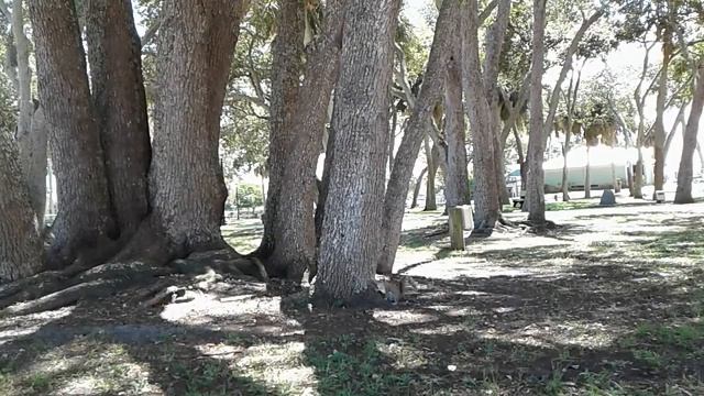 Лена Хеппи. Селим таки муж? Сентябрь- финансовый провал. Подозрительный Братец смотреть онлайн