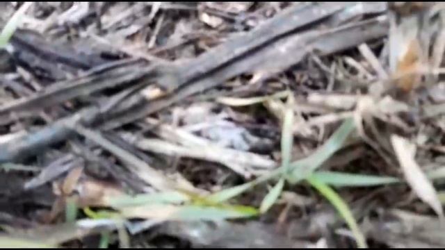 Грибы и волки смотреть онлайн