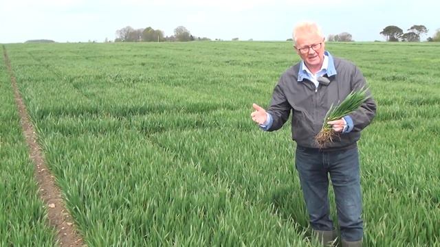 Septoria i vinterhvede смотреть онлайн