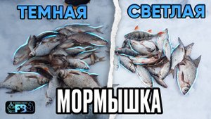 Как влияет на клев цвет мормышки? Черная против светлой!