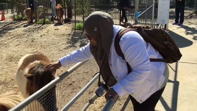 Western Australia Road Trip | Cuddled A Koala At Cohunu Koala Park смотреть онлайн