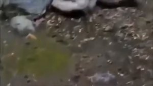 Smart Monkey & Baboon vs Leopard, Lion, Crocodile, Hyena Hero Monkey Save Baby