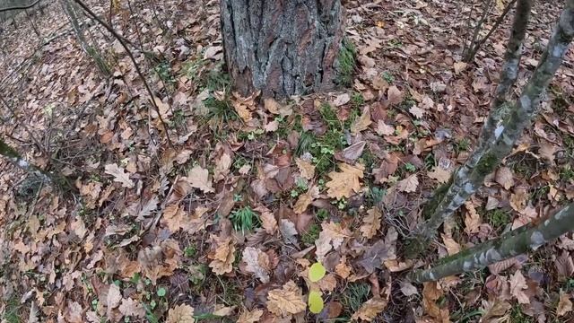 Прогулки за грибами | 10 ноября, собираю последние лисички. смотреть онлайн