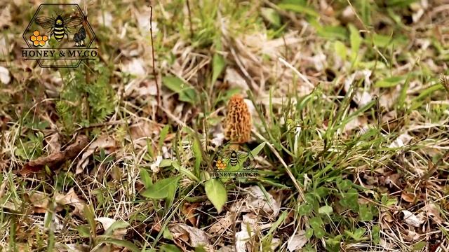 Morel mushroom hunting under apple trees смотреть онлайн