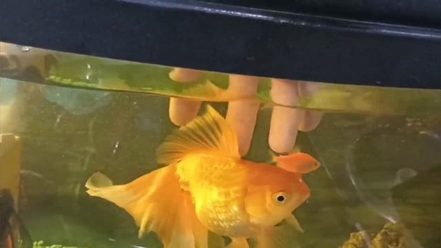 Крошка-Картошка для любимой семьи, с душой и по-домашнему. смотреть онлайн