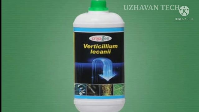 நணணயர பசசககலல -Bio - Insecticide - Beauveria  Verticillium  Metarhizium .