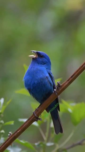 Индиговый овсянковый кардинал #птицы #bird #birds #stavropol #ставрополь #гибриды #щегол #goldfinch
