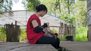single life: build a new life, build bamboo beds and take care of animals