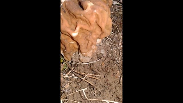 Гриб с сюрпризом Майя Фазулина смотреть онлайн