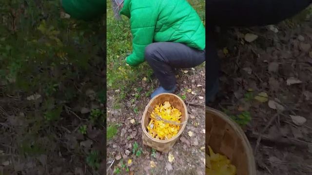 собираем лисички