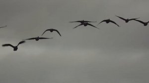 Goose Hunting 2016 - Kick Up the Dust