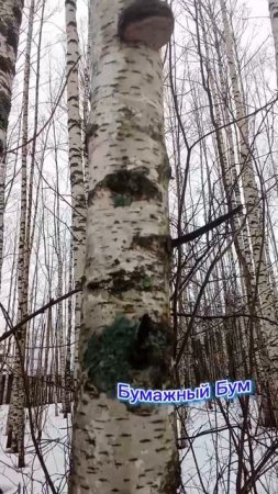 трутовик на дереве