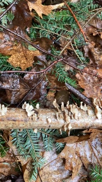 bracket #fungi and #lichen against a background of #balsam #fir смотреть онлайн