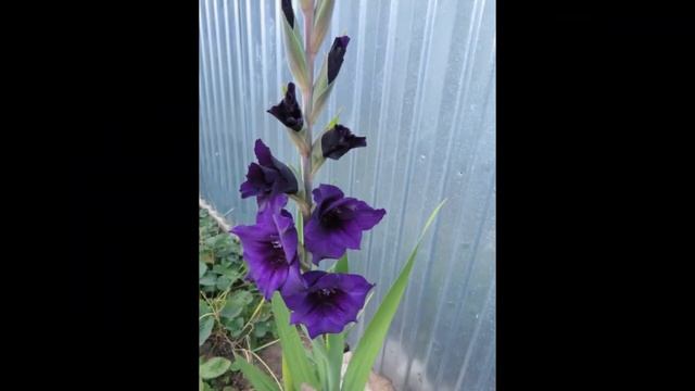 Цветы смотреть онлайн