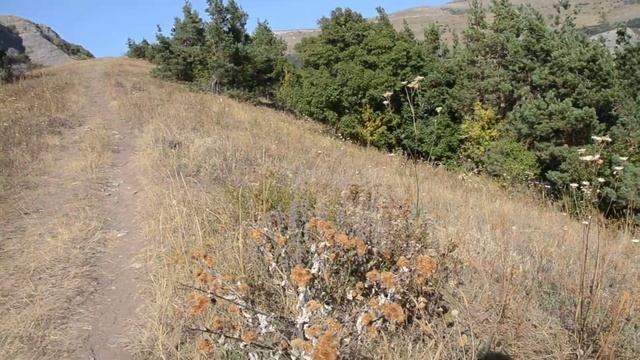 Груша  осени Крым Сентябрь смотреть онлайн