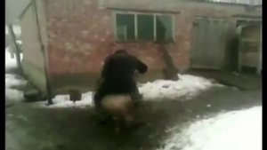 Верхом на свинье