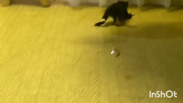 Задержитесь-не пожалеете! Тарзанкин и фантики.23.10.20г. смотреть онлайн