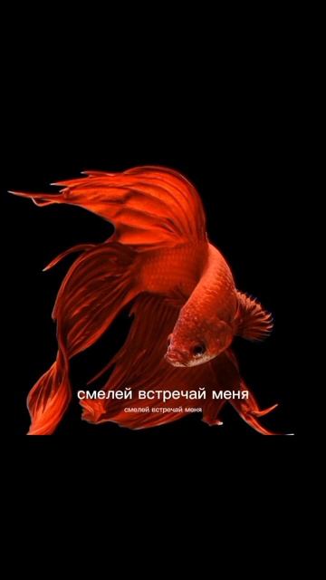 Логвиненко Елена Современная поэзия