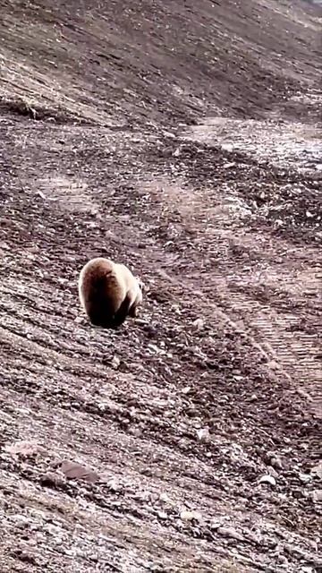 #Сибирь #медведь #водитель #дальнобойщик #дальнобой #volvo смотреть онлайн