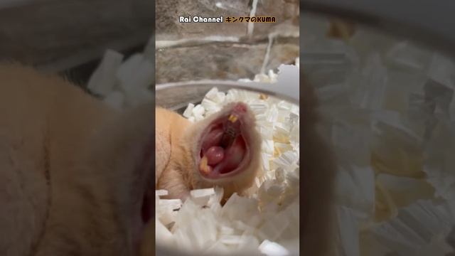 ケージ掃除前のハムスターが寝ている様子を撮影【可愛い寝顔のキンクマハムスター】
