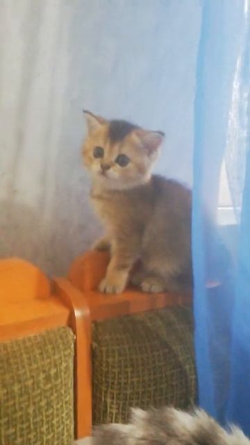 шотландские котята#шиншилла#золотаяшиншилла#купитькотенка#котятакараганда