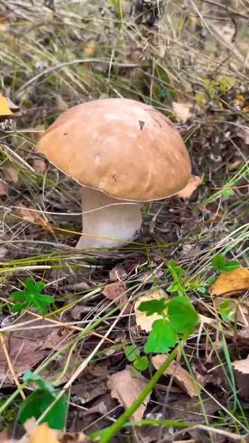 Мне кажется это сон!!!! #fungi #mushroom #гриб #грибы #fungus #porcini #природа #белыйгриб смотреть онлайн