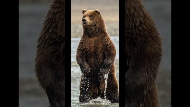 это тоже жители Земли