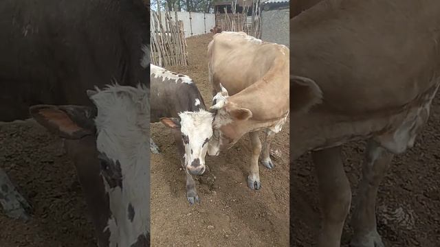 Венера и Плутон из Солнечной Системы ❤🌞 смотреть онлайн