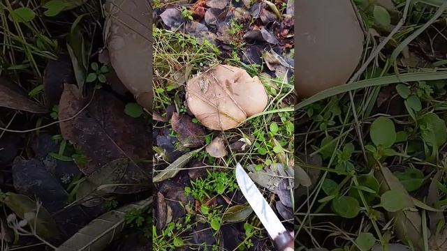 Frozen mushrooms 😻🍄 #nature #mushroom #mushrooms #winter #snow #video #youtube #youtube #грибы #wow смотреть онлайн