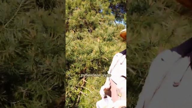 Целебное варенье вместо кофе для борьбы с простудой и очищения крови! смотреть онлайн