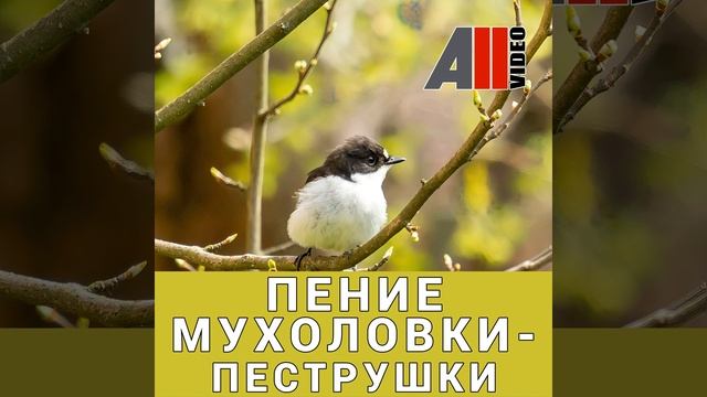 Пение мухоловки-пеструшки